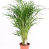 Dypsis Lutescens - Arecapalme 24 cm