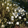 Arenaria montana - Bergsandarve 19 cm