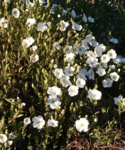 Arenaria montana - Bergsandarve 19 cm