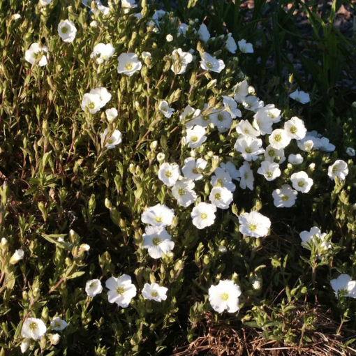 Arenaria montana - Bergsandarve 19 cm