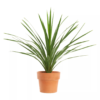 Cordyline 'Peko' - Australdrakelilje 21 cm