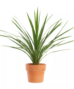 Cordyline 'Peko' - Australdrakelilje 21 cm