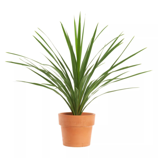 Cordyline 'Peko' - Australdrakelilje 21 cm