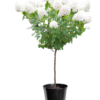 Hydrangea Paniculata - Syrinhortensia oppstammet 19 cm