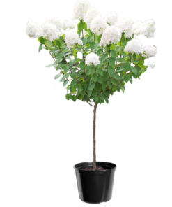 Hydrangea Paniculata - Syrinhortensia oppstammet 19 cm