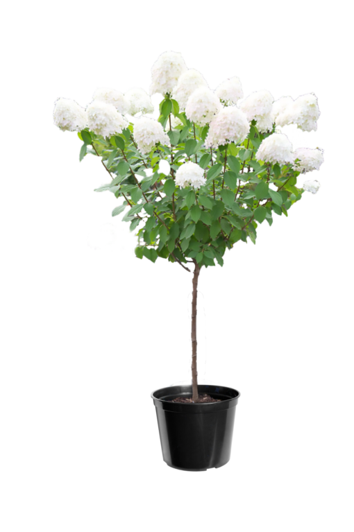 Hydrangea Paniculata - Syrinhortensia oppstammet 19 cm