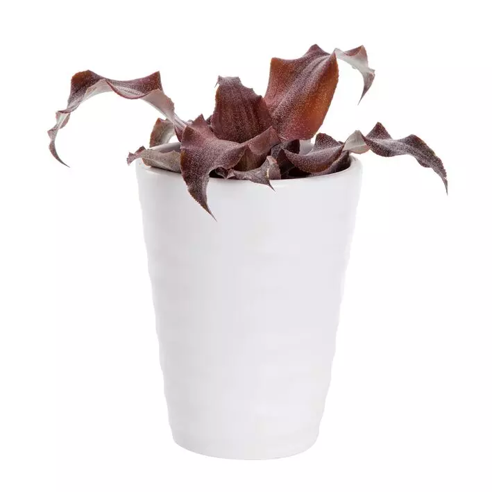 Cryptanthus - Jordstjerne mini