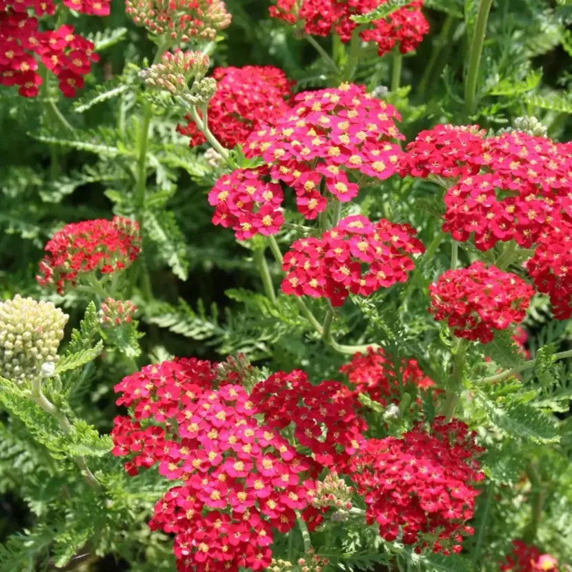 Achillea - Ryllik 19 cm