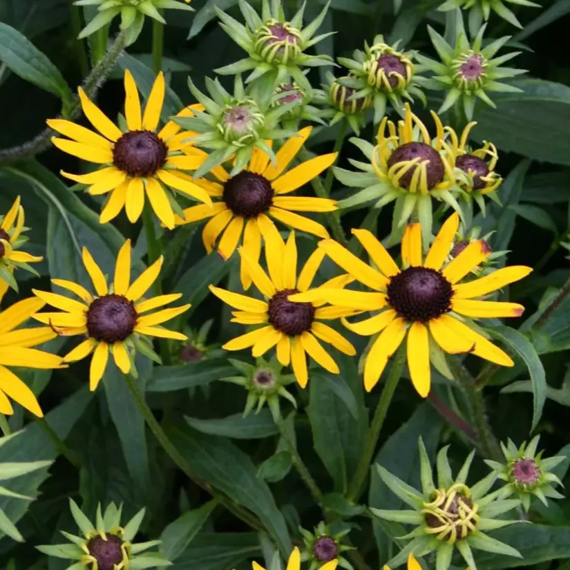 Rudbechia - Sommersolhat19 cm