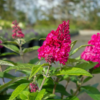 Buddleija 'Butterfly Candy' - Sommerfuglbusk 19 cm