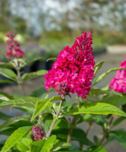 Buddleija 'Butterfly Candy' - Sommerfuglbusk 19 cm