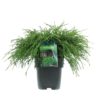 Chamaecyparis pisifera 'Filifera Nana' - Ertesypress 17 cm