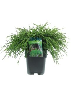 Chamaecyparis pisifera 'Filifera Nana' - Ertesypress 17 cm