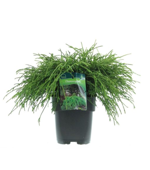 Chamaecyparis pisifera 'Filifera Nana' - Ertesypress 17 cm