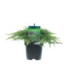 Juniperus 'Green Carpet' - Fjelleiner 17 cm