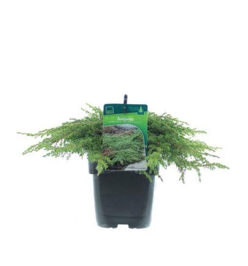 Juniperus 'Green Carpet' - Fjelleiner 17 cm