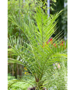 Phoenix Canariensis - Kanaripalme 24 cm