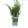 Taxus media 'Farmen' - Hybridbarlind 17 cm