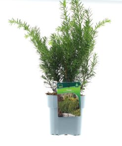Taxus media 'Farmen' - Hybridbarlind 17 cm
