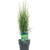 Juniperus 'Arnold' - Einer 17 cm