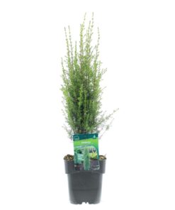 Juniperus 'Arnold' - Einer 17 cm