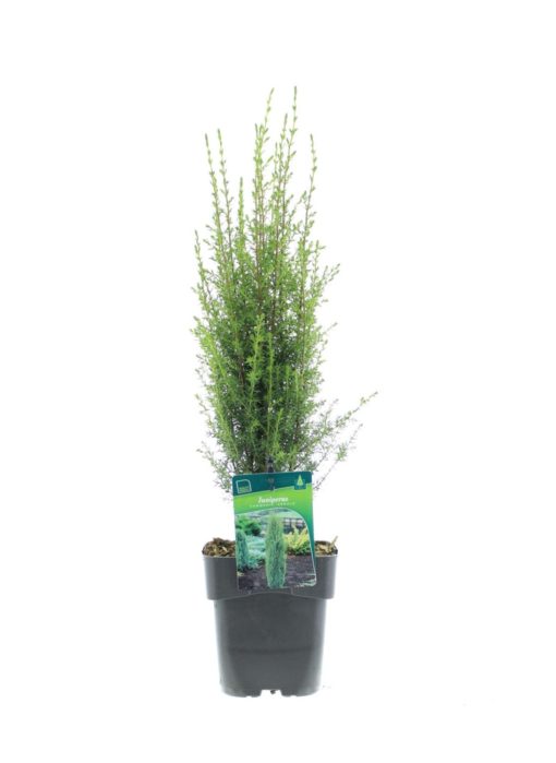 Juniperus 'Arnold' - Einer 17 cm