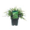 Juniperus 'Repanda' - Fjelleiner 17 cm