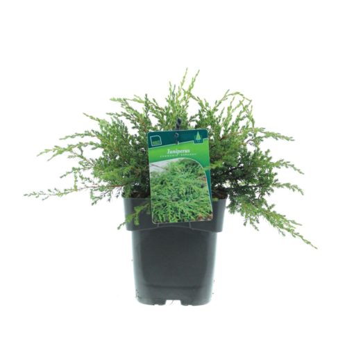 Juniperus 'Repanda' - Fjelleiner 17 cm