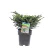 Picea Omorika 'Karel' - Serbergan 19 cm