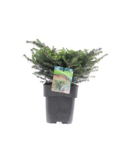 Picea Omorika 'Karel' - Serbergan 19 cm