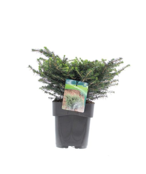 Picea Omorika 'Karel' - Serbergan 19 cm