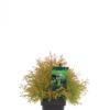 Thuja occidenatlis 'Fire Chief' 17 cm