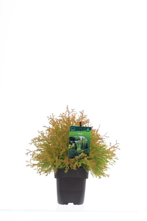 Thuja occidenatlis 'Fire Chief' 17 cm