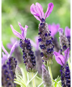 Lavandula stoechas - Sommerfugllavendel 23 cm