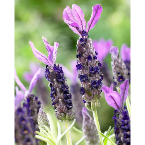 Lavandula stoechas - Sommerfugllavendel 23 cm