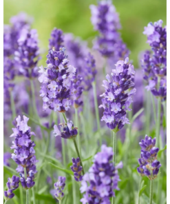 Lavendula Angustifolia - Lavendel 19 cm