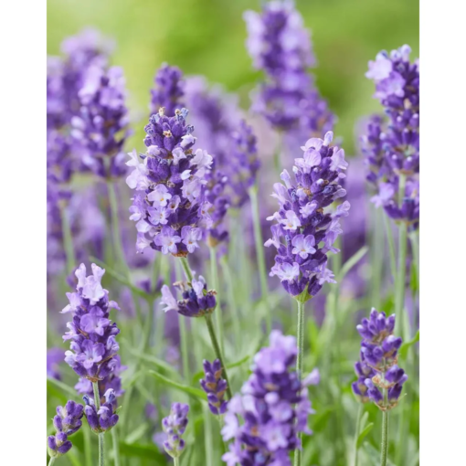Lavendula Angustifolia - Lavendel 19 cm
