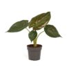 Alocasia - Elefantøre Wentii 17 cm