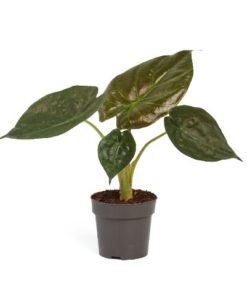 Alocasia - Elefantøre Wentii 17 cm