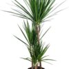 Dracaena Dermensis Mix 24 cm