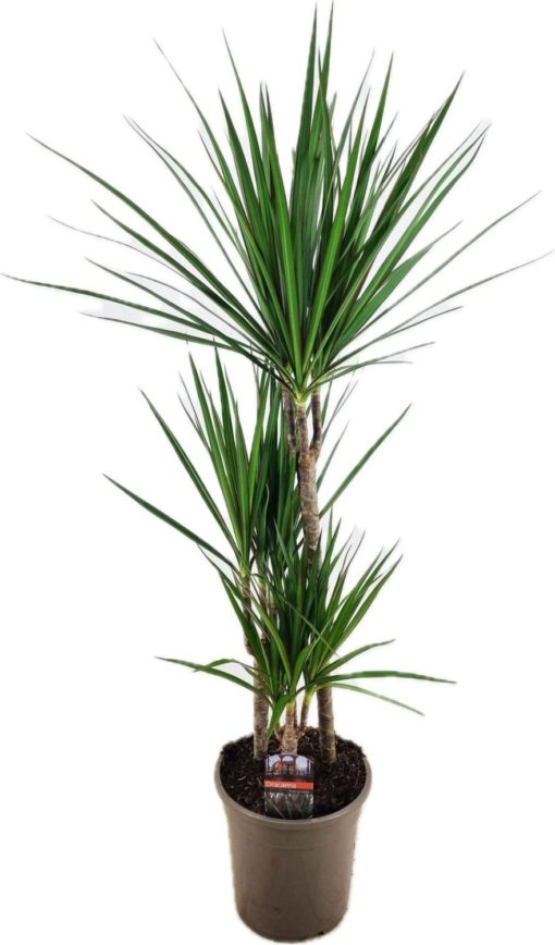 Dracaena Dermensis Mix 24 cm