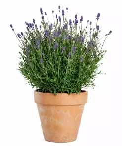 Lavendula Angustifolia - Lavendel 19 cm