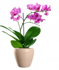 Phalaenopsis - Orkide 12 cm 1 grenet