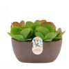 Kalanchoe Thyrsiflora 25 cm