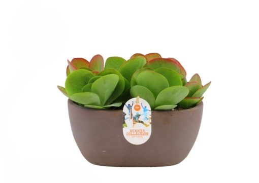 Kalanchoe Thyrsiflora 25 cm