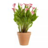 Zantedeschia - Calla mix 13 cm