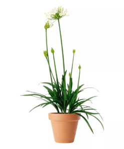 Agapanthus - Skjermlilje hvit 17 cm