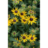 Rudbechia - Solhatt 19 cm