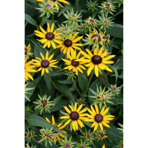 Rudbechia - Solhatt 19 cm
