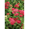 Achillea - Ryllik 19 cm
